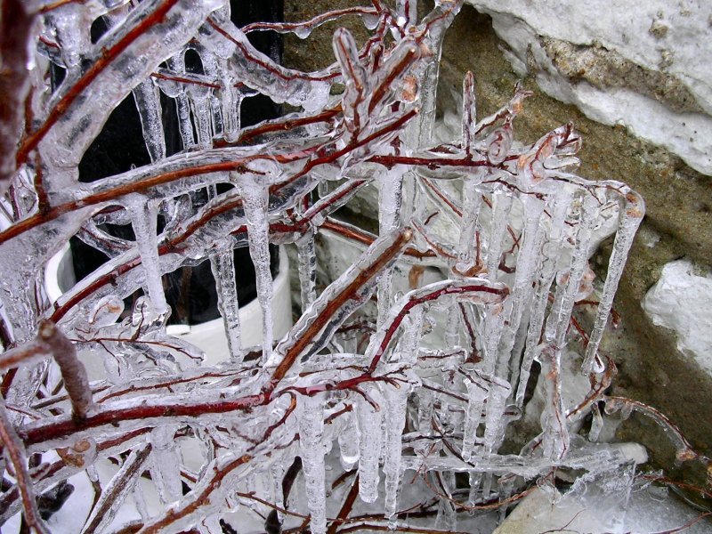 Stalactites sur les branches des arbres en Russie Stalactites sur les branches des arbres en Russie