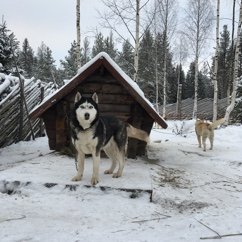 Chien_Traîneau_Carélie Photo_Chien_Loup_Traîneau