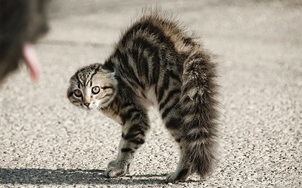 Photo de chat effrayé par les déclinaisons russes