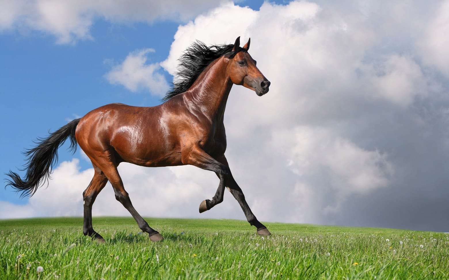 loshad-kon-gnedoy-лошадь-конь-гнедой-cheval-bai-1500 Cheval bai courant dans un champs utilisé dans la page Apprendre à rouler le R en russe