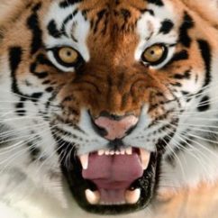 тигр-рычит-tigre-rugit-geule-petit