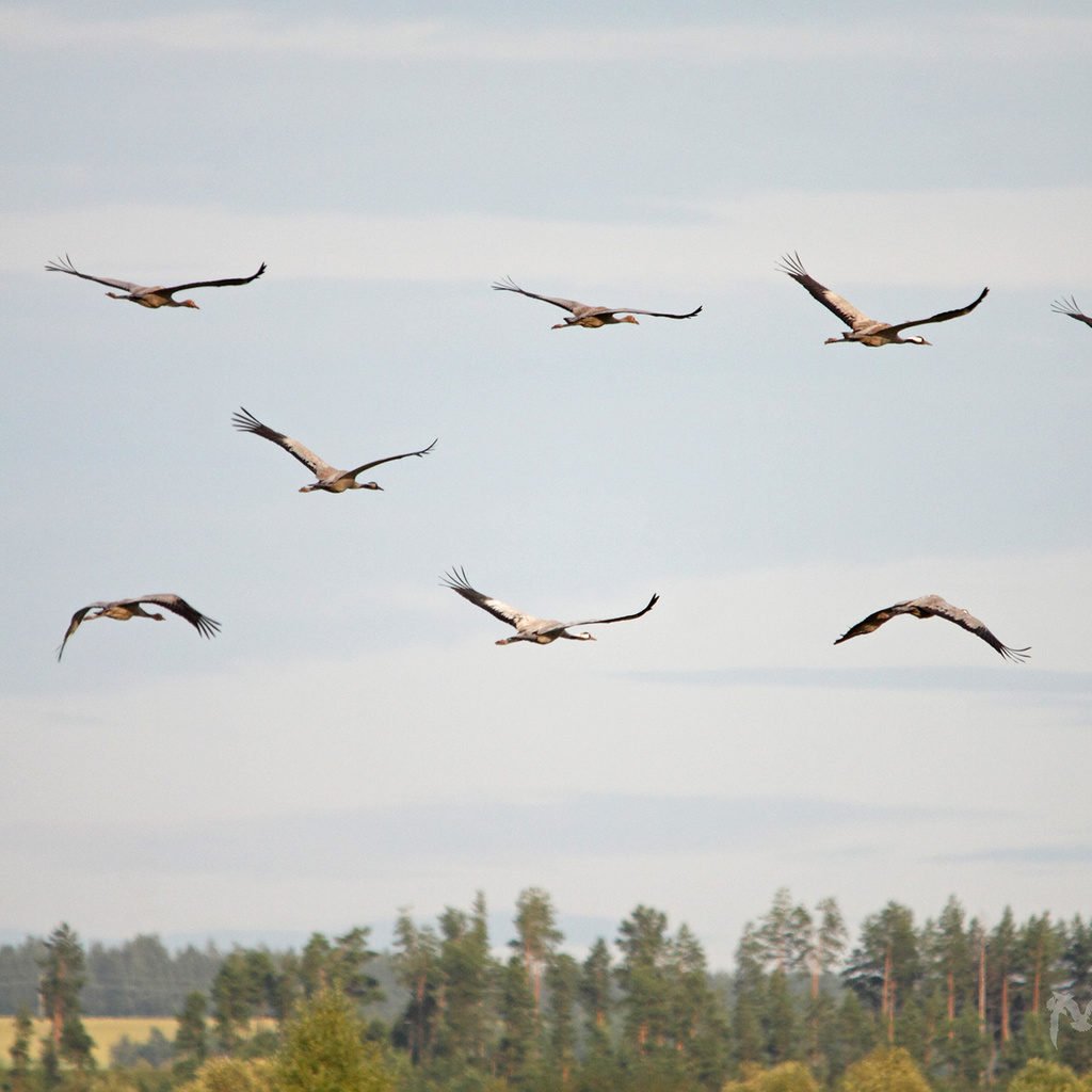 журавли-над-лесом-vol-cigognes-forêt журавли-над-лесом-vol-cigognes-forêt
