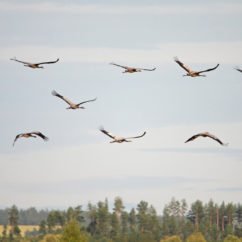 журавли-над-лесом-vol-cigognes-forêt